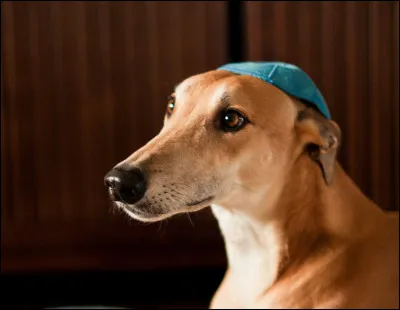 C'est en effet le seul chien de la Bible dont il nest pas dit quil sagit dune bête impure. Il sera le compagnon de route d'un jeune fils d'exilé à Ninive. Qui est ce dernier ?