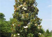 Quiz Reconnaissance des vgtaux : le magnolia (8)