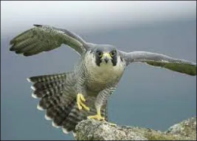 Quel est l'oiseau le plus rapide du monde ?