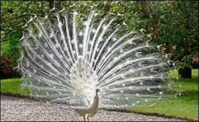 Lequel de ces oiseaux ne peut pas voler ?