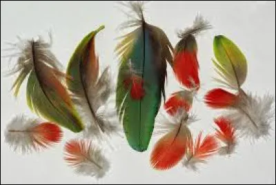 Que veut dire l'expression "Voler dans les plumes de quelqu'un" ?