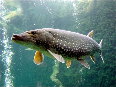 Quel est le record du plus gros brochet ayant existé ? Plus exactement quel longueur mesurait-il ?