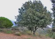 Quiz Reconnaissance des végétaux : le chêne vert (10)