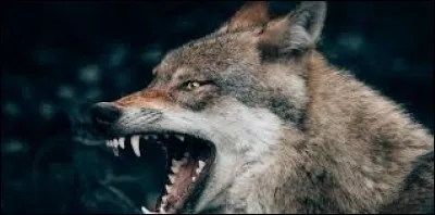 Les Brûleurs de Loups sont à...