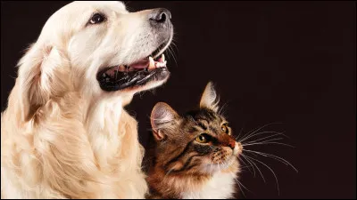 Quelle lettre préfères-tu ?