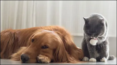 Quel est ton défaut ?