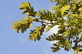 Quiz Plantes