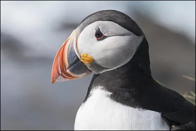 Quel est le nom de cet oiseau au bec remarquable ?