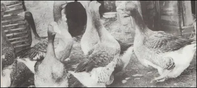 Combien de jours au minimum dure le gavage d'un canard ?