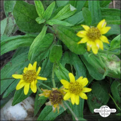 Quel animal a les cornes les plus longues ?