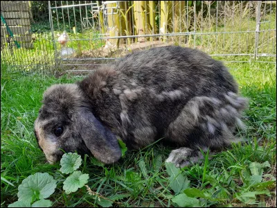 Quel aliment préfères-tu ?