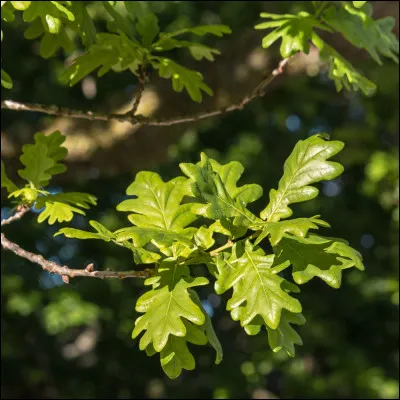 Branche : à quel arbre appartient-elle ?
