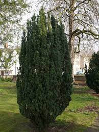 Quiz Plantes