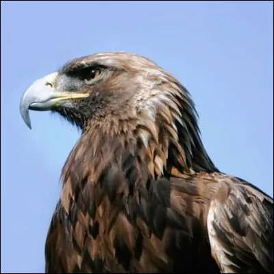 Quel pays des Balkans est surnomm&eacute; le pays des aigles ?