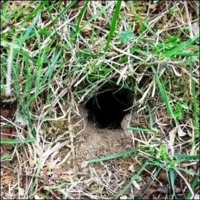 Quel insecte stridulant poss&egrave;de une petite t&ecirc;te sph&eacute;rique et un corps trapu et se r&eacute;fugie dans un trou appel&eacute; "tute" ?