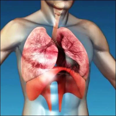 Dans le corps humain, qu�est-ce que le diaphragme ?