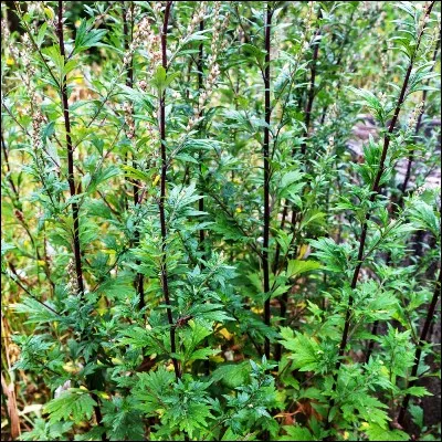 Quelle esp&egrave;ce d�armoise montagnarde est utilis&eacute;e pour produire une liqueur obtenue par mac&eacute;ration de ses parties a&eacute;riennes ?