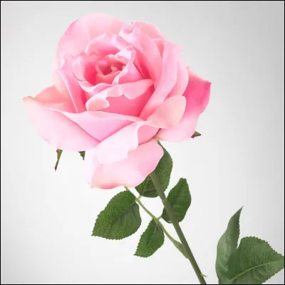 La ville de Toulouse est surnommée "La ville ..." :