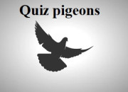 Quiz Pigeons
