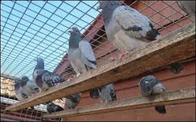 Quel est le nom de l'art d'élever et de faire concourir les pigeons voyageurs ?