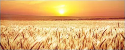 "Quand tes cheveux s'étalent, comme un soleil d'été, et que ton oreiller, ressemble aux champs de blé".