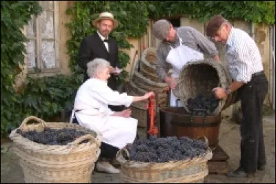 Le rendement moyen d'une vigne en France est de 50 hl/ha. Combien est celui de la Champagne, (on compte normalement en kg/ha en Champagne.)