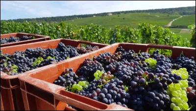 Combien de kg de raisins faut-il pour confectionner une bouteille de mousseux de qualité ou de champagne ?