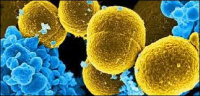 Que faut-il ajouter à "sta" pour obtenir le nom d'un germe bactérien ?