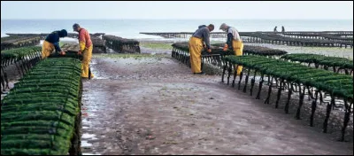 Le Bessin produit 10 000 tonnes d'huîtres par an ce qui représente environ 30 % de la production conchylicole normande. Sous quelle appellation cette huître, d'une qualité gastronomique renommée, est-elle connue ?
