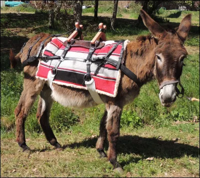 Un âne ne peut pas porter de lourdes charges.