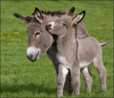 Comment s'appelle la femelle de l'âne.