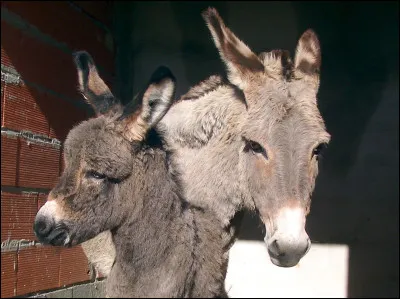 Combien de temps dure la gestation d'une anesse ?