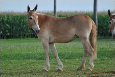 Les mules et les bardots sont des animaux stériles (ils ne peuvent pas se reproduire).