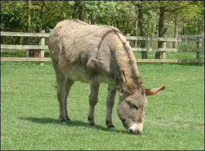 Sur la photo, c'est un âne du Cotentin qui est représenté.