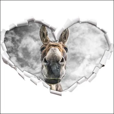 Un âne peut vivre entre 27 et 40 ans.