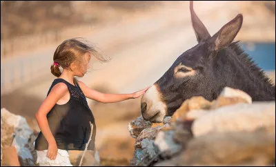 Un âne supporte l'éloignement de ses maîtres.