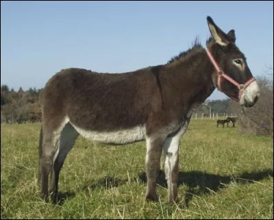 Sur la photo, c'est un âne bourdonnais qui est représenté.
