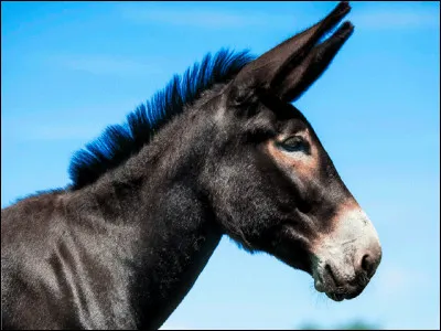Sur la photo, c'est un âge noir du Berry qui est représenté.