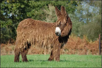 Sur la photo, c'est un âne du Poitou qui est représenté.