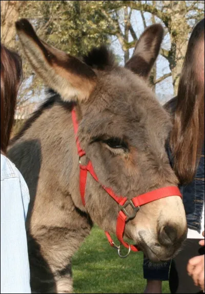Un âne peut mesurer entre 1 mètre et 1,5 mètre au garrot.
