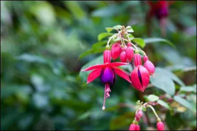 Quand l'orthographe est en fleurs ~ À quelle place doit-on mettre la lettre "s" pour écrire le nom de cette jolie danseuse ?