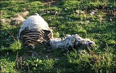 Qu'est-ce qu'une carogne ?