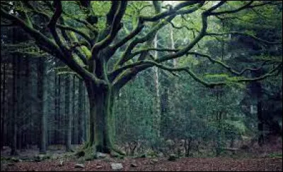 Folklore : Quel personnage est associé à la forêt de Brocéliande ?