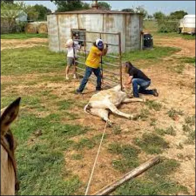 Quel est le nom de ce taureau ?