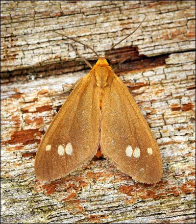 Qu'est-ce qui est écarlate pour Margaret Atwood, en 1987 ?