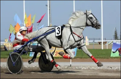 On classifie le cheval comme :