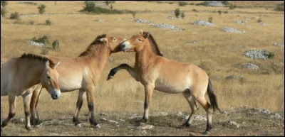 Le cheval de Przewalski est l'anc&ecirc;tre de notre cheval actuel mais connais-tu son vrai nom et d'o&ugrave; il vient ?