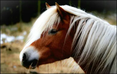 Ce cheval est-il un cheval de Przewalski ?