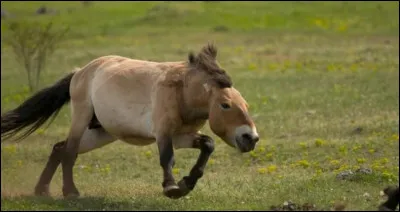 Ce cheval est-il un cheval de Przewalski ?