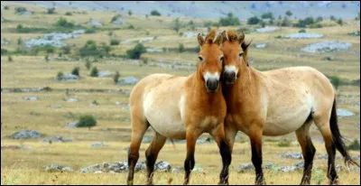 Ses chevaux sont-ils des chevaux de Przewalski ?